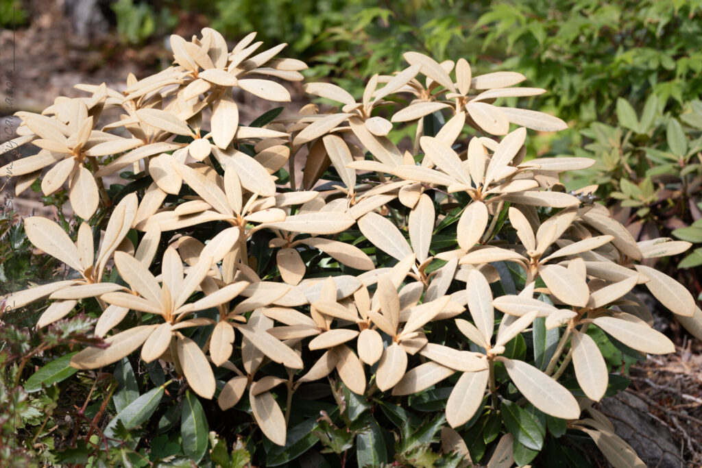 Trädgårdstankar - Rhododendron yakushimanum-grp 'Viking Silver'