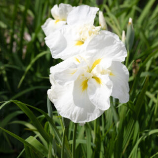 Iris ensata 'Ling' - japanska iris
