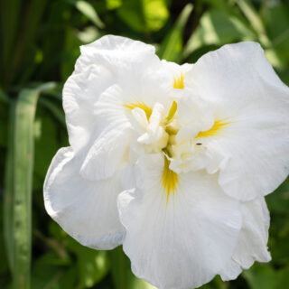 Japanska iris - Iris ensata 'Ling'