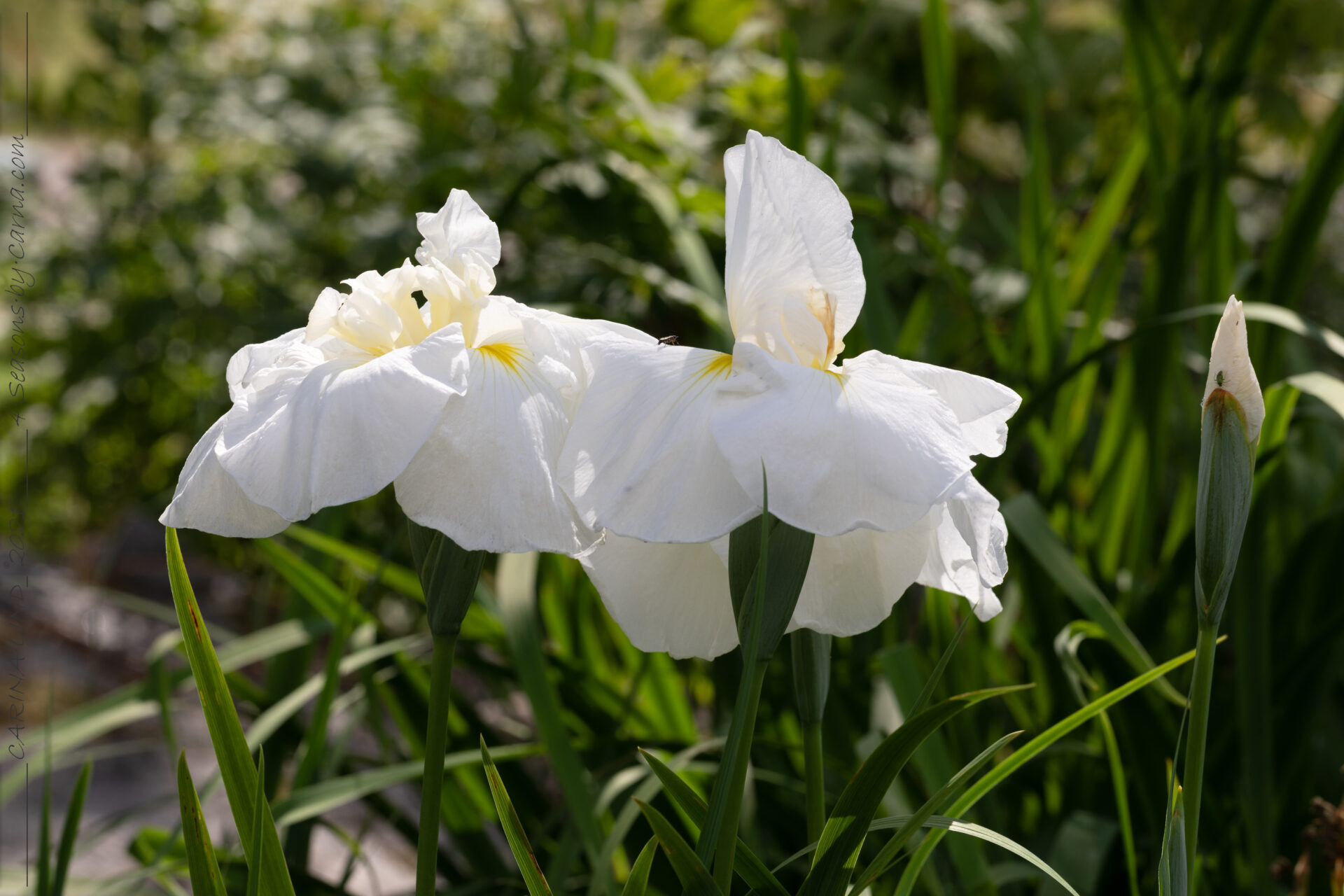 Japanska iris - Iris pseudata 'Ling'
