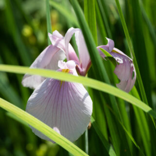 örtartade iris - Iris laevigata 'Rose Queen'