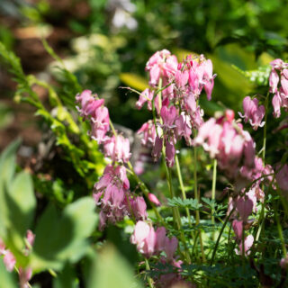 D - Dicentra 'King of Hearts'