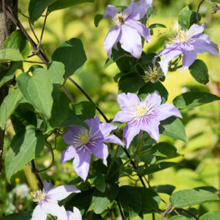 C. viticella-grp 'Justa', viticellaklematis