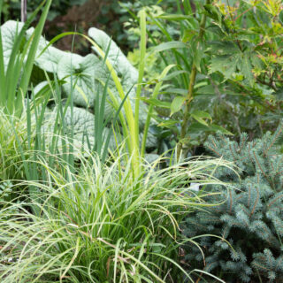 Gräs, barr och kaukasisk förgätmigej