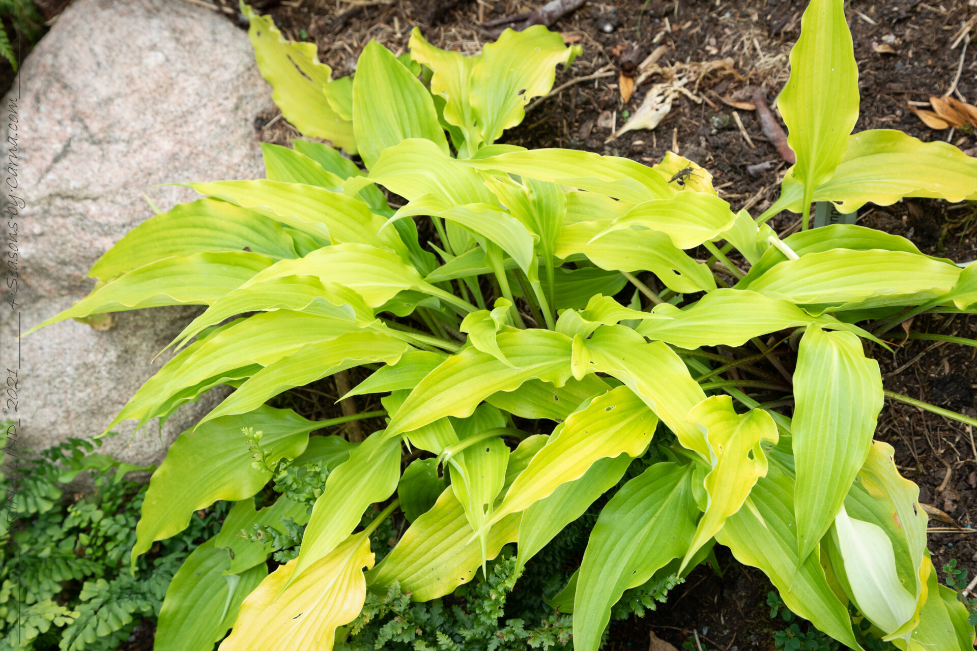 Small - Hosta 'Enduring Beacon'