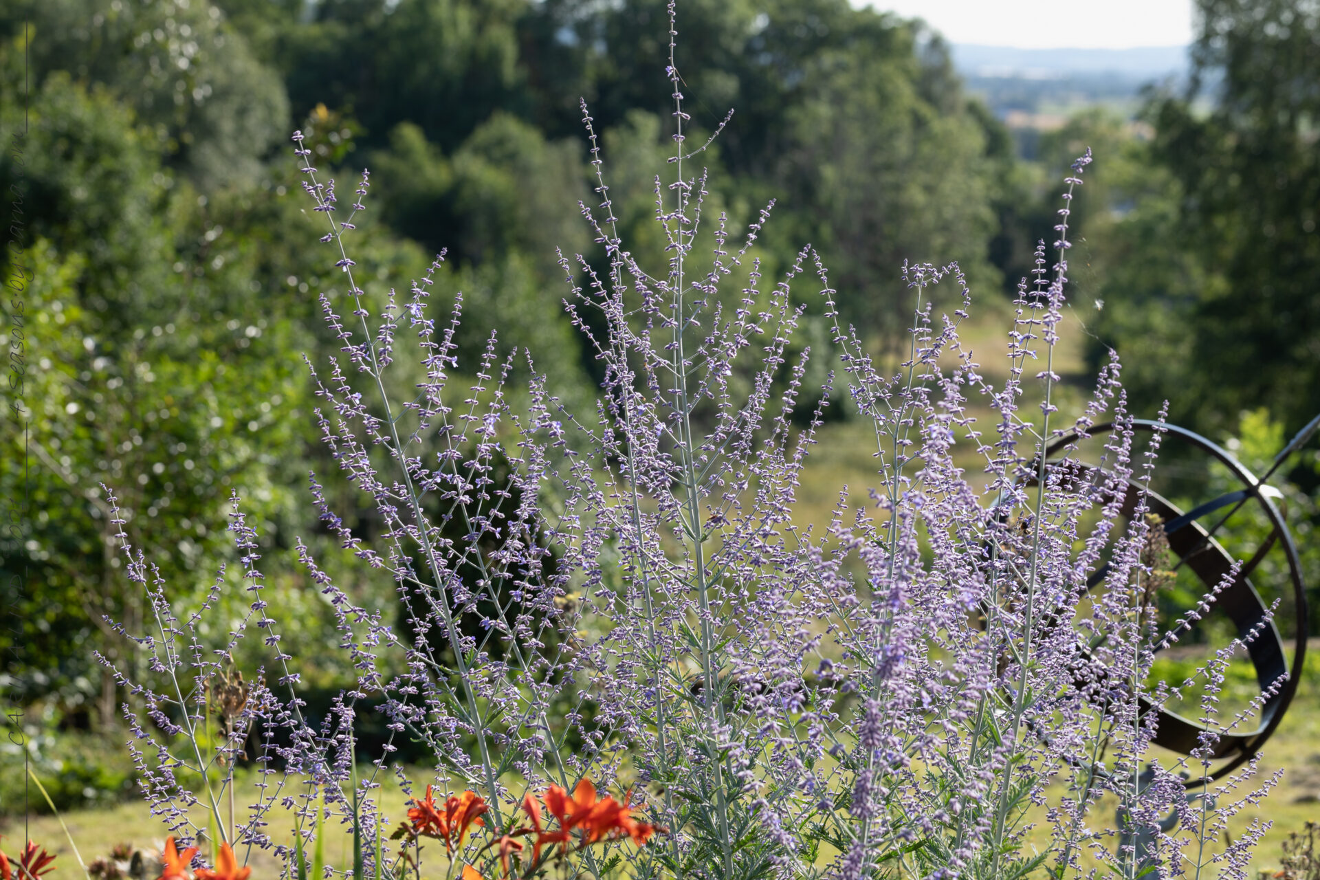 Skimmer - Perovskia 'Blue Spire'