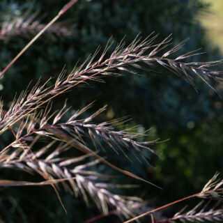 E. hystrix - flaskborstgräs