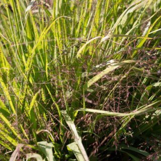 Prydnadsgräsen - Eragrostis spectabilis, purpurkärleksgräs