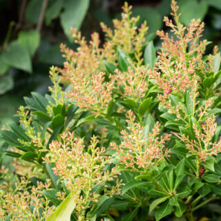 Pieris japonica 'Debutante'