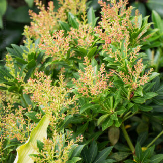 P. japonica 'Debutante'
