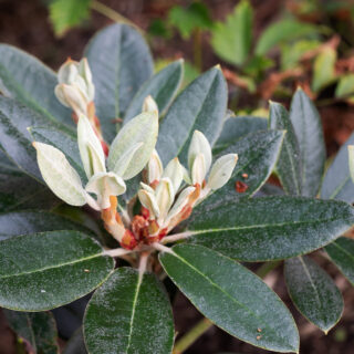 Rhododendron 'Aurelion'