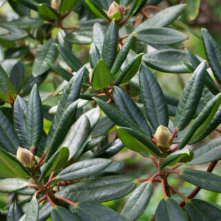 Knoppsättning - Rhododendron 'Redwood'