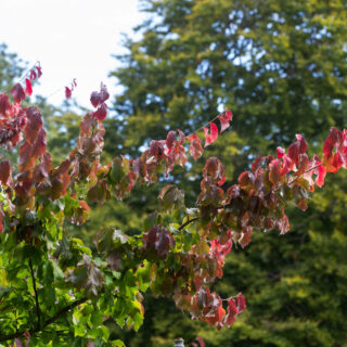 Parrotia persica - papegojbuske