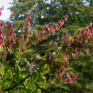 M-N-O-P, Parrotia persica - papegojbuske