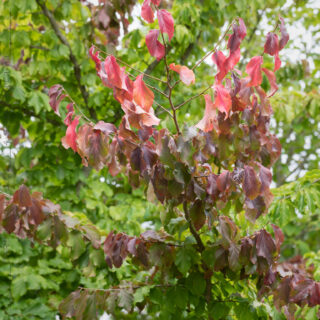 Parrotia persica - papegojbuske