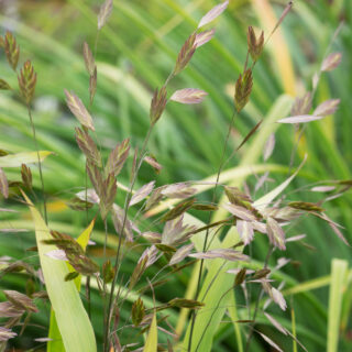 Prydnadsgräs och bambu - Chasmanthium latifolium - droppax