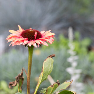 Echinacea Sunseeker's Rainbow'