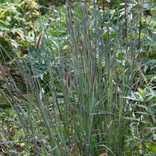 Schizachyrium scopaium 'Blue Heaven'