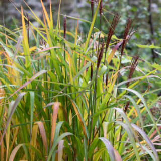 prydnadsgräs och bambu - Miscanthus sinensis 'Purpurascens'