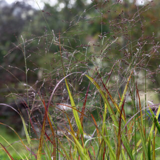 Panicum virgatum 'Shenandoah'