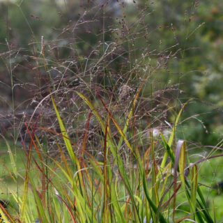 prydnadsgräs och bambu - Panicum virgatum 'Shenandoah'