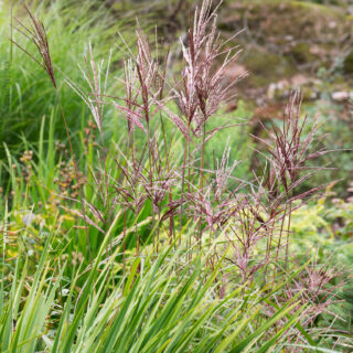 Miscanthus sinensis 'Kleine Fontäne'