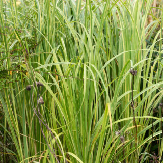 Spartina pectinata 'Aureomarginata'