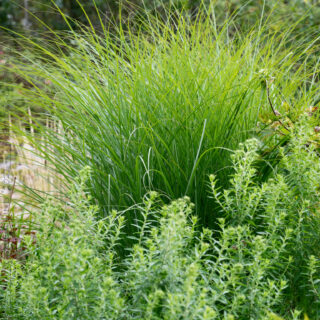 prydnadsgräs och bambu -Miscanthus sinensis 'Gracillimus'