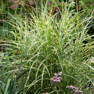 Miscanthus sinensis 'Little Zebra'