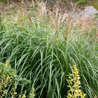 M. sinensis 'Adagio'