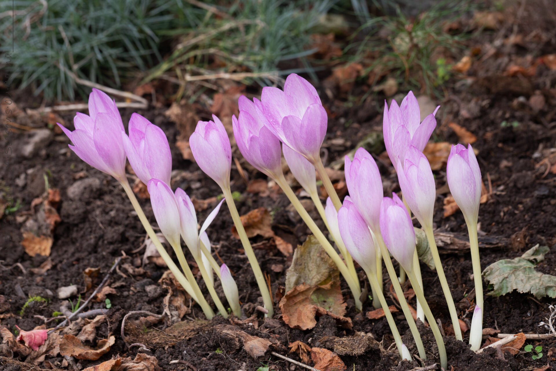 tidlösa - Colchicum 'Lilac Wonder'