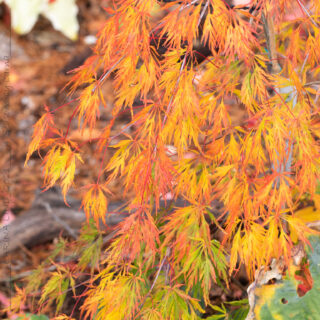 Acer palmatum 'Sekimori'