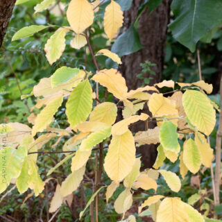 Oktoberstart - Magnolia 'Ando'