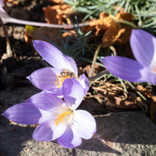 höstkrokus - Crocus speciosus 'Conquerer'
