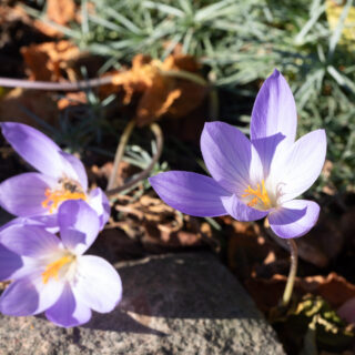 höstkrokus - Crocus speciosus 'Conquerer'