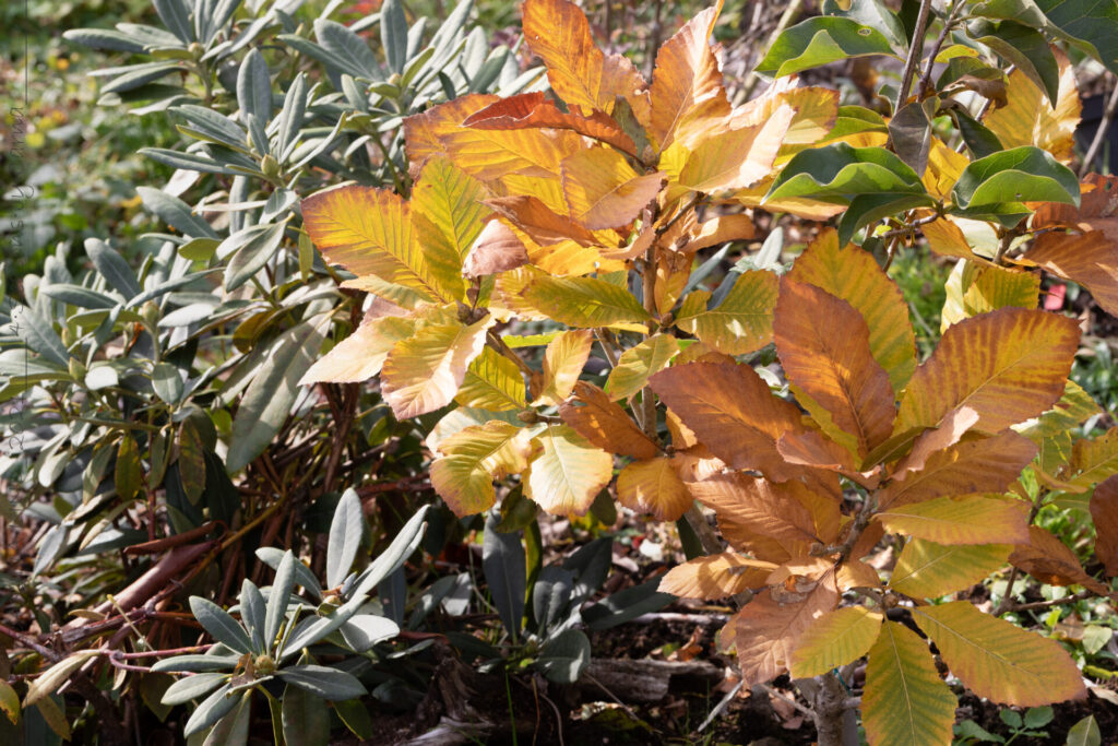 Mellow - Quercus pontica - armenisk ek