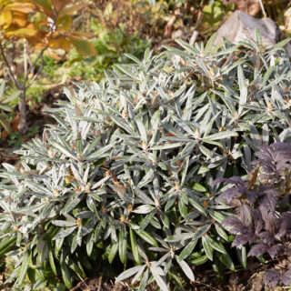 Rhododendronarter M-ORhododendron makinoi klon Silber