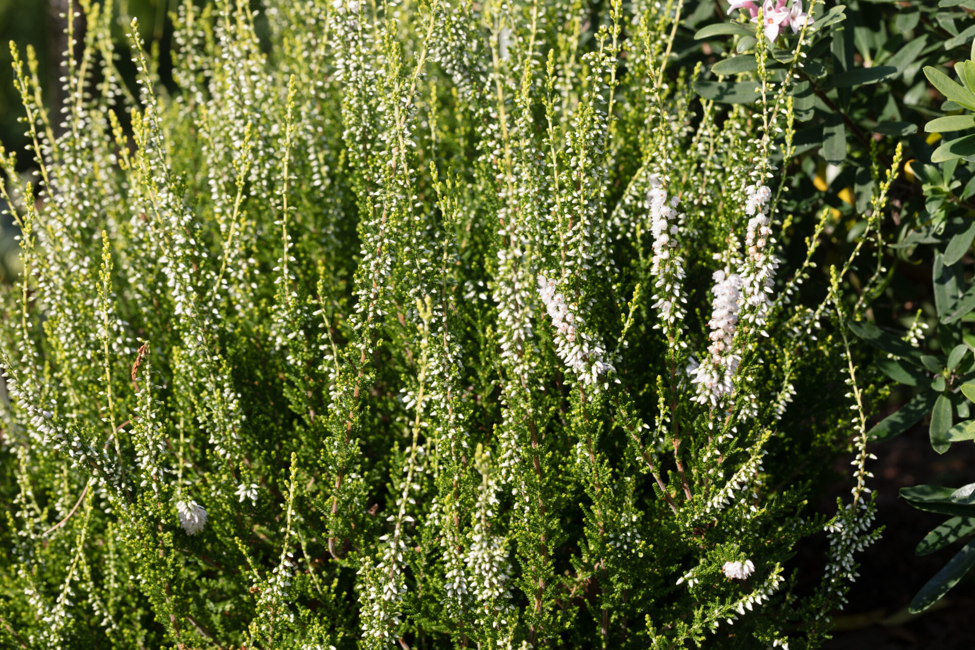 Ljung - vintervacker med lång blomning • 4 Seasons by Carna