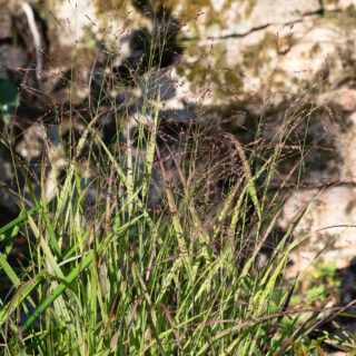 Panicum virgatum 'Shenandoah'