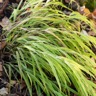 Hakonechloa macra 'Aureola'