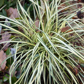Carex oshimensis 'Evergold'