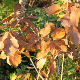 Träd och buskar - Quercus 'Pondaim'