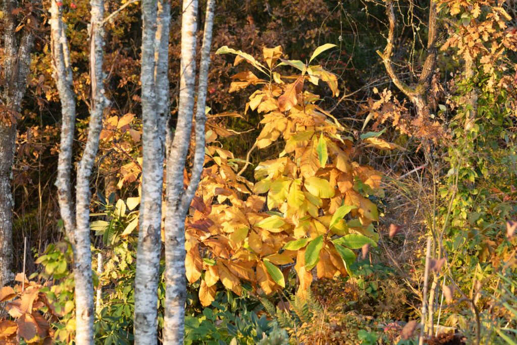 Gyllene höstfärg - Magnolia tripetala - paraplymagnolia