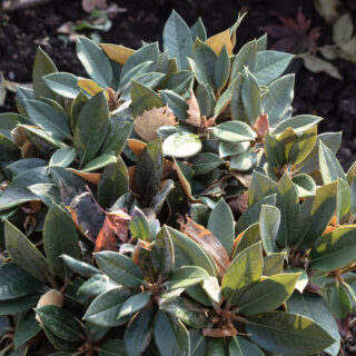 Rhododendron 'Rusty Dane'