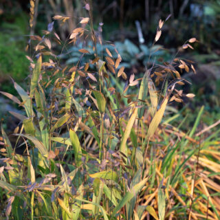Chasmanthium latifolium - droppax