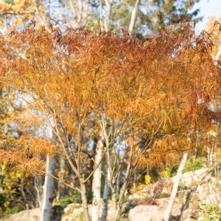 Eftersläntrarna - Acer palmatum 'Koto no ito'