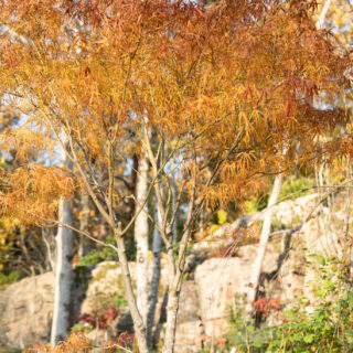 japanska lönnar - Acer palmatum 'Koto no ito'