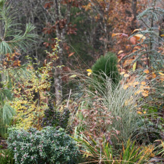 Ljungplanteringen - Norra lunden lite senare