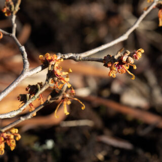 Vårvintertecken - Hamamelis x intermedia 'Aphrodite'