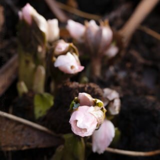 20220216_0016-helleborus-thibetanus